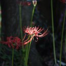 사화로-1 이미지