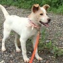 용인시동물보호센터 이미지