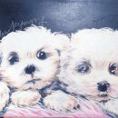 댕댕이 그루밍 이미지