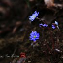 수지면 마륜마을 이미지