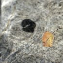 마금산온천족욕체험장 이미지