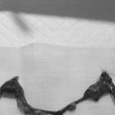 분당 아마존 동물병원 이미지