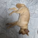 최동물병원 | 강아지 항문낭염 치료/청주 동물병원 후기 (병원 2군데 방문)