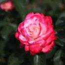 평림댐장미공원 이미지