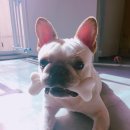 달중이네 펫호텔 이미지