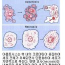 겨우살이효능 및 겨우살이 먹는 방법 이미지