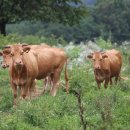 영현축산 이미지