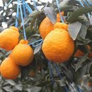 어사농장 이미지