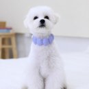 코코링