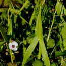 보풀Sagittaria aginashi 이미지