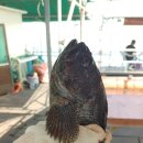 훼밀리호 이미지