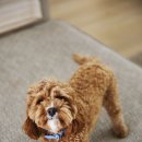 개털도사 이미지