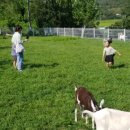 청양알프스산양목장 이미지