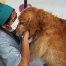 희망애견미용실 이미지