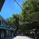 담양축협동물병원 | [담양 국수거리] 박대박메밀: 애견동반 가능! 깔끔한 메밀막국수 맛집 후기