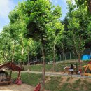 봉무공원야영장 이미지