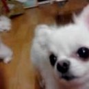 로얄애견