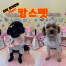 뽀미 애견 미용샵 | 평택 동삭동 애견미용샵 캉스펫 솔직후기