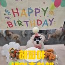 해피댕댕이 | 파란 선글라스 찰떡✨ 해피의 따뜻한 12월의 생일파티 >_< / 숲속의댕댕이