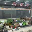 남계류생오리