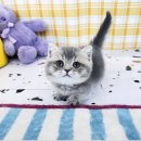 인천고양이분양 테디럽 | 광명고양이분양 인기많은 테디럽 애견분양샵