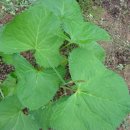 곰치짱아치담는법 이미지