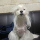 몽이묭실 이미지