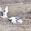 학-비상 이미지