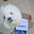 SNU반려동물검진센터 | [강아지 건강검진 후기] SNU 반려동물 검진센터 다녀왔어요.