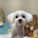 아미고 펫살롱 이미지