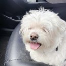 아름다울, 개 이미지