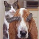 개와 고양이 이미지