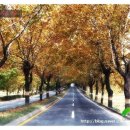 청주가로수길 이미지