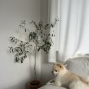 (주)베베와 이미지