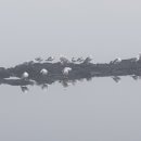 신평올레