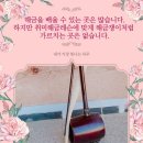 (해금레슨 특별반 모집) 아름다운 해금연주비법 배우기~레슨실내 해금 무료대여 이미지