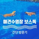 김포 보스독 | 보스독, 김포 애견수영장 간단 이용후기