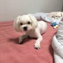 더데일리펫샵 | 별내 애견미용 더데일리펫샵 솔직후기