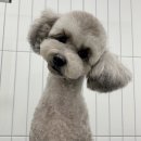 첨단사랑동물병원 이미지