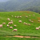 인제목장 이미지