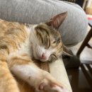 묘한쉼터 이미지