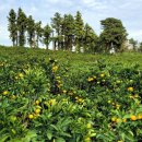 대저초등학교 이미지