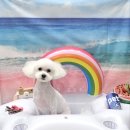 허그멍뭉이# 이미지