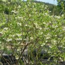 저는 불루베리 토양식재를 선호 합니다 이미지