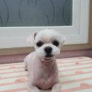 the 굿 dog 네이버블로그