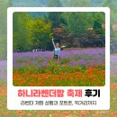 고성 하늬라벤더팜 축제 개화상황, 주차, 입장료 + 체험까지