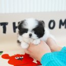 대실역남로4길 | 포항강아지분양 테디럽 진솔한 후기