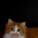 계양 동물 메디컬 센터 이미지