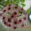 호야 Daum카페