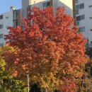 삼성디지털프라자 자은점 앞 | 스타벅스 크리스마스 MD &amp; 신상 월리 체리 푸딩 크림 프라푸치노, 딸기 눈송이 케이크 후기 (내돈내산)